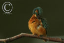 A kingfisher preening it's feathers.